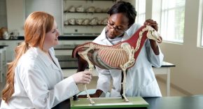 2nd World Congress on Animal Science and Veterinary Medicine